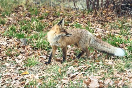 Fluffy red fox in the wildの写真素材