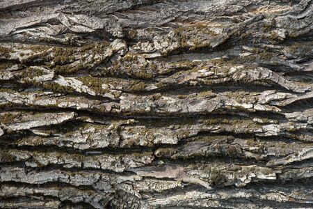 Background. Bark of old poplarの写真素材