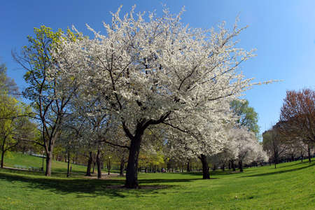Blooming tree in the park