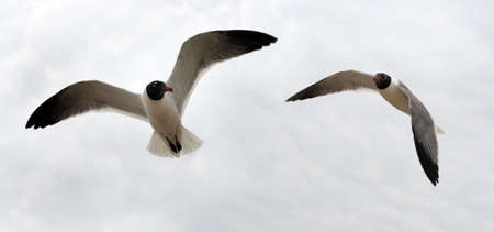 Bird couple in the sky