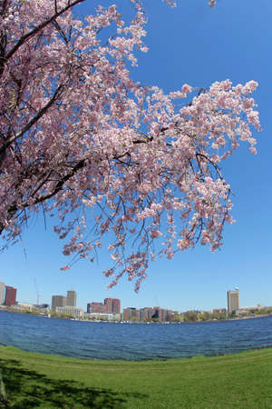 Blooming tree by the Charles river in Bostonの写真素材
