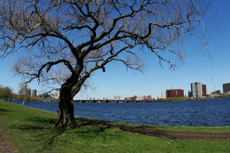 Tree by the Charles river in Bostonの写真素材