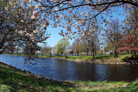 Blooming trees in the parkの写真素材