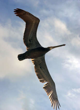 Bird in flightの写真素材