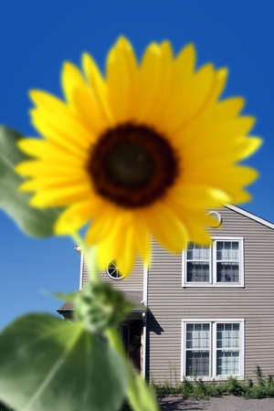 Bright sunflower in front of the house.の写真素材