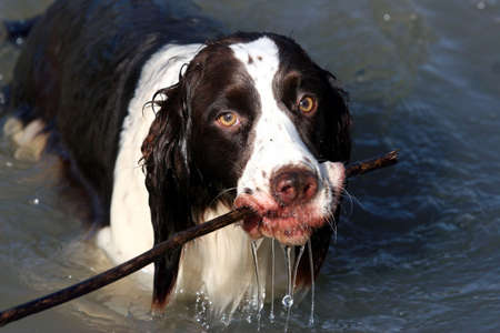 Dog with a stick in waterの写真素材