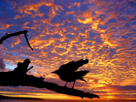 Black crow silhouette against the beautiful sunset over the oceanの写真素材
