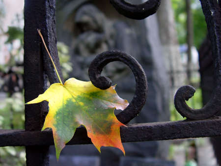 Autumn leaf at the cemetery Autumn leaf at the cemetery