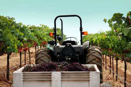 Vineyard in Sonoma county, Californiaの写真素材
