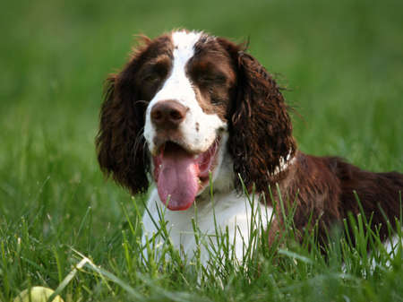 Happy dog (english springer spaniel) is resting in the grassの写真素材