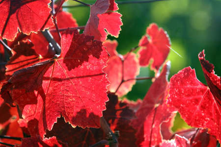 Colorful autumn grape leaves backgroundの写真素材