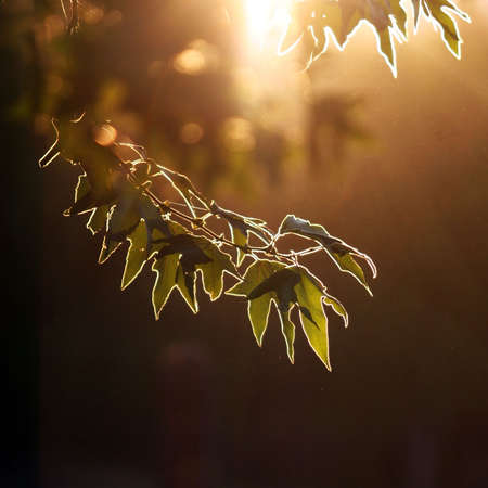 Sunset in a forest - unusual lightingsの写真素材