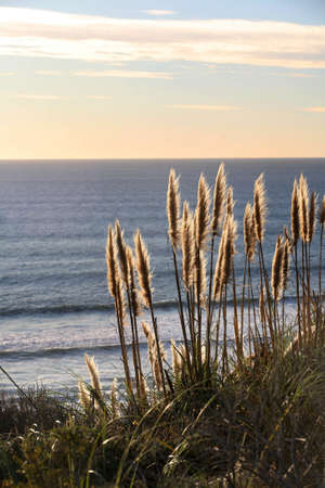 Golden grass along the beach at sunsetの写真素材
