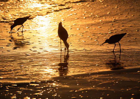 Three birds looking for food at sunsetの写真素材