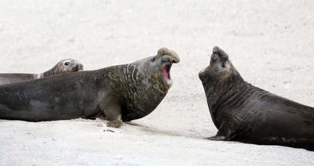 Elephant seals family on the beachの写真素材