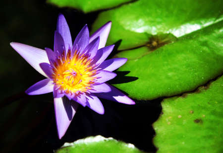 A purple water lily in a pondの写真素材