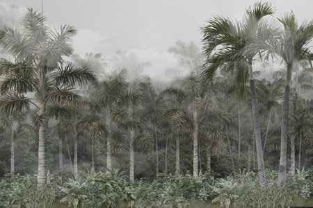 Palm trees in a foggy forest in the countryside of Sri Lankaの写真素材