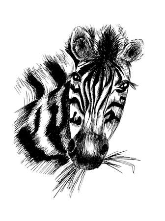 Vector zebra inのイラスト素材