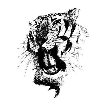 Vector sketch of gnarling tiger by black pen and handsのイラスト素材