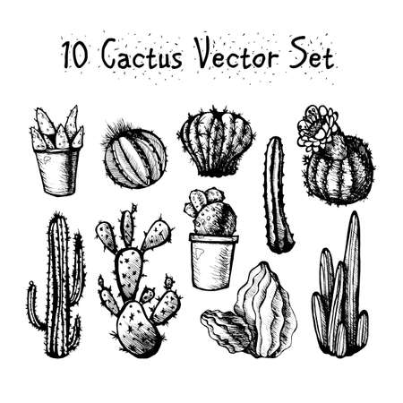 Hand Drawn Isolated Cactuses Set. Cactus in vintage style for textiles, print and etching. Line-art. Vectorのイラスト素材