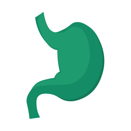 Structure of human stomach icon. Abdominal organs, medical stroked cartoon element for modern and retro design. Simple color vector pictogram isolated on white backgroundのイラスト素材