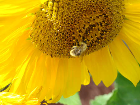 Bumblebee pollinating sunflowers on a beautiful sunny day, close-upの写真素材
