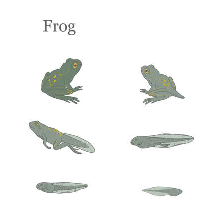 Frog vector illustrationのイラスト素材