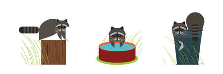 Raccoons flat illustration.のイラスト素材