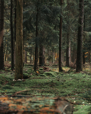 Pine trees in the forest with mossy bark and fallen leaves