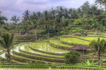 rice fields of Jatiluwih, Bali, Indonesiaの写真素材