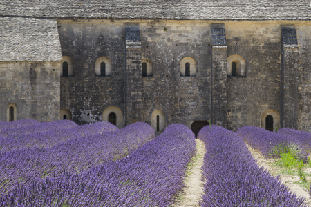 Purple lavender fields with close up of the medieval Senanque abbey, a Cistercian abbey near Gordes in Provence, Franceのeditorial素材