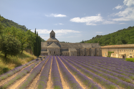 Purple lavender fields in front of the medieval Senanque abbey, a Cistercian abbey near Gordes in Provence, Franceのeditorial素材