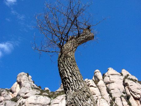 Lone dead tree in from of mountains at Monsserat, Spain