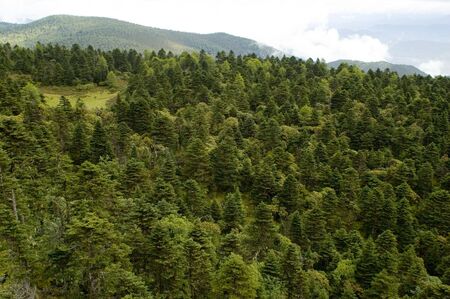 Green forest, beautiful landscape in Yunnan province, China. Natural area near Shangrila town with hills and meadows.の写真素材