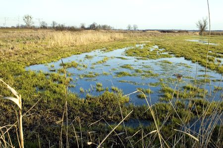 Poland landscape, wet meadow near Wroclaw city, first green grass in spring season.の写真素材