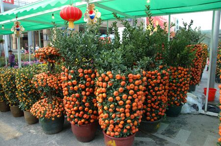 CHINA, SHENZHEN - FEBRUARY 10: Chinese people buying mandarin tree for Chinese New Year on February 10, 2010 in Shenzhen, China.のeditorial素材