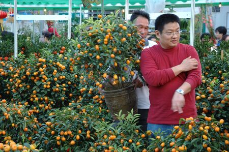 CHINA, SHENZHEN - FEBRUARY 10: Chinese people buying mandarin tree for Chinese New Year on February 10, 2010 in Shenzhen, China.のeditorial素材