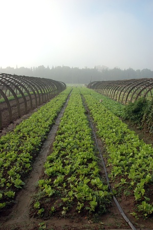 Farming in China: plantation of green vegetables in YueYang, Hunan province. の写真素材