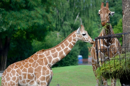 Two giraffes in Wroclaw's ZOO, Poland. Animals eating green grass from special feeder on the tree.のeditorial素材