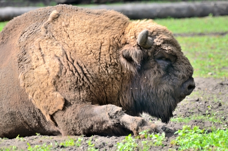 Traditional Polish bison in Wroclaw's ZOO, Poland. Animal changes fur during summer.のeditorial素材