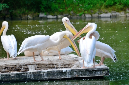 Group of pelicans standing on special island in the middle of pond in Wroclaw's ZOO, Poland.のeditorial素材