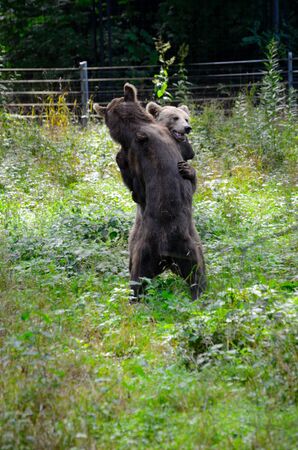 Two brown bears in Wroclaw's ZOO, Poland. Animals wrestling and playing together.のeditorial素材