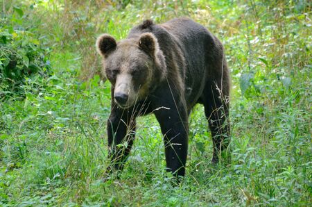 Single brown bear walking peacefully in Wroclaw's ZOO, Poland.のeditorial素材