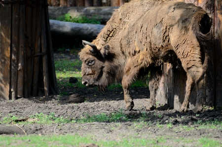 Traditional Polish bison in Wroclaw's ZOO, Poland. Animal changes fur during summer.のeditorial素材