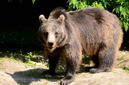 Single brown bear walks in Wroclaw's ZOO, Poland. No one can approach near this dangerous mammal.のeditorial素材