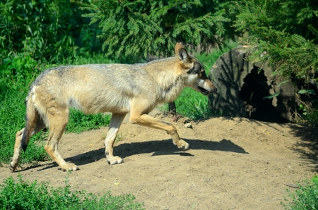 Dangerous wild wolf walks behind the protective glass in Wroclaw's ZOO, Poland.