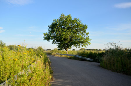 Road and one tree, natural landscape in Lower Silesia, Poland. Beautiful summer with blue sky.の写真素材