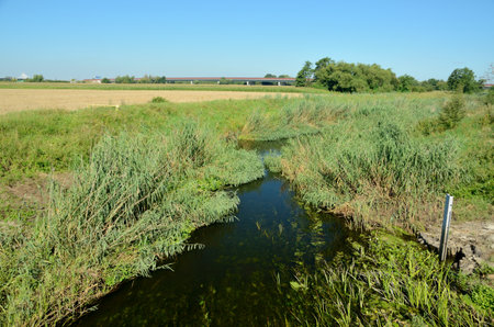 Small river, natural landscape in Lower Silesia, Poland. Beautiful summer with blue sky.の写真素材