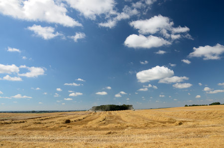 Yellow fields during harvest season, natural landscape in Lower Silesia, Poland. Beautiful summer with blue sky.の写真素材