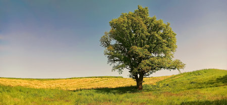 Single tree surrounded by yellow rape fields and green grass. Landscape with blue sky in Lower Silesia area. Beautiful spring in Poland.の写真素材